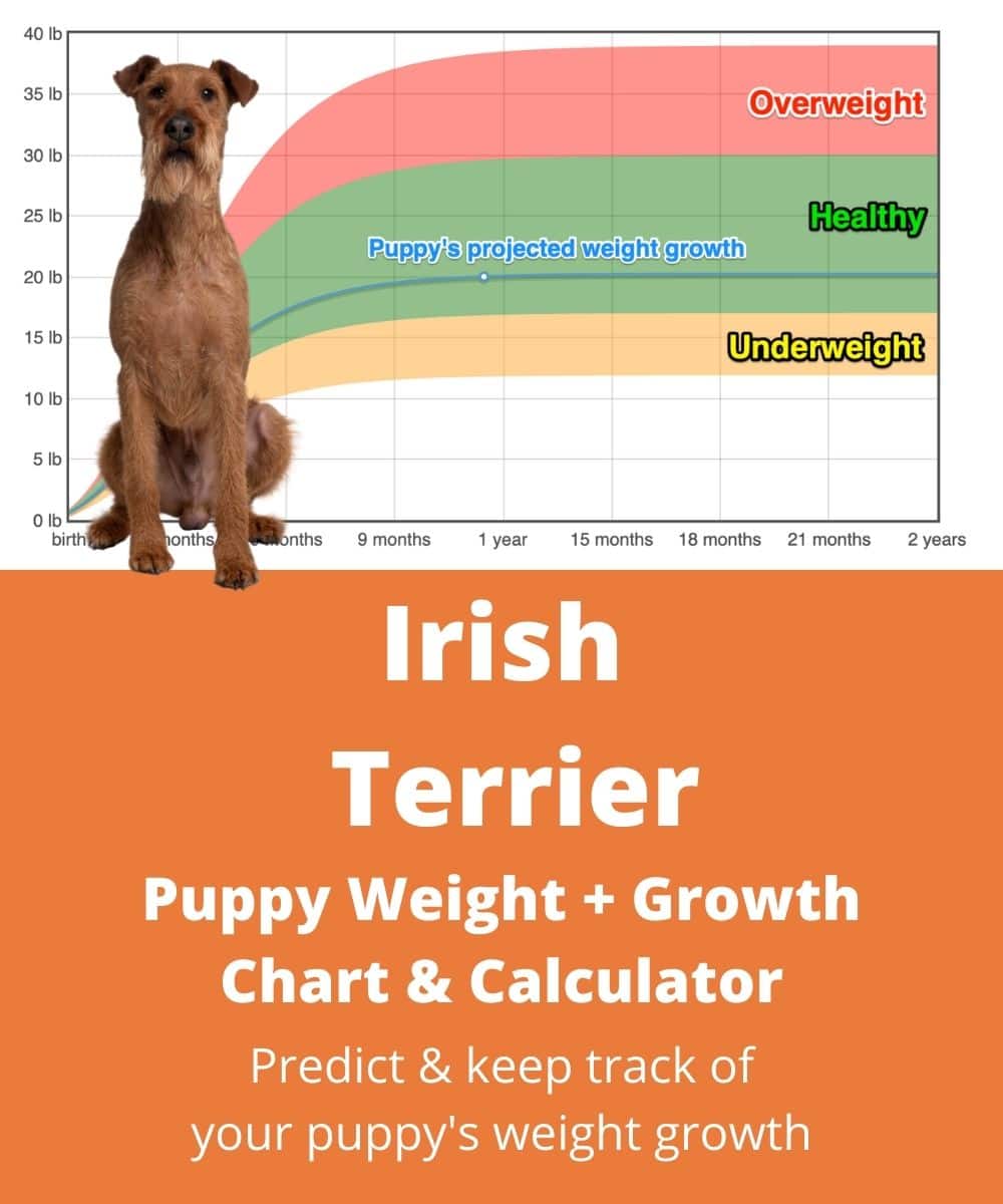 irish-terrier Puppy Weight Growth Chart